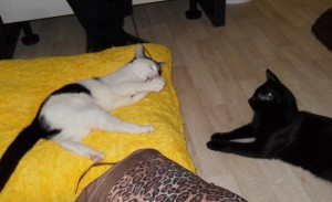 liesbeth