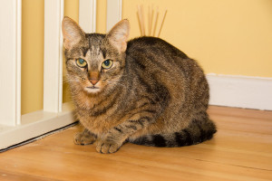 Katze im Katzenhotel