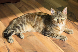 Katze im Katzenhotel