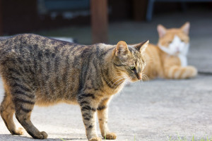 Katze im Garten im Katzenhotel Fulda