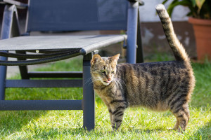 Katze im Garten im Katzenhotel Fulda