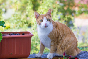 Katze im Garten im Katzenhotel Fulda