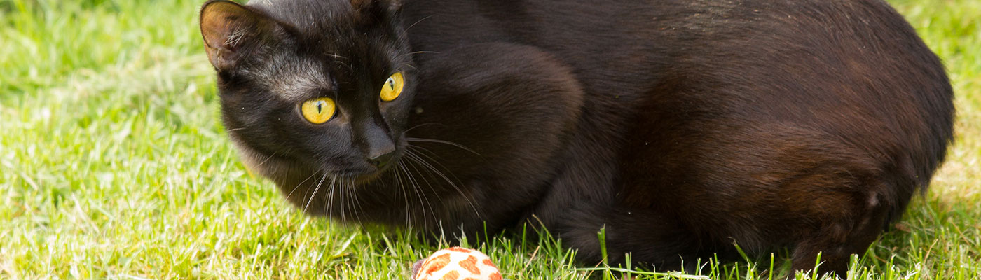 Freiraum für ihre Katze