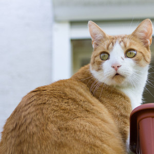 Paul Katze im Katzenhotel