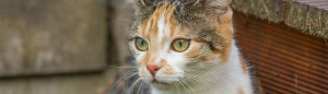 Katzenhotel und Katzenpension