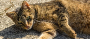 Katze im Katzengarten