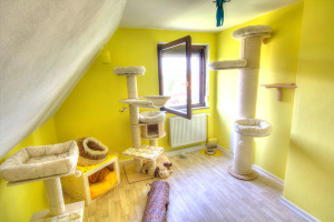 Zimmer Links im Katzenhotel