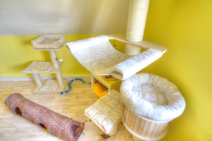Zimmer Links im Katzenhotel