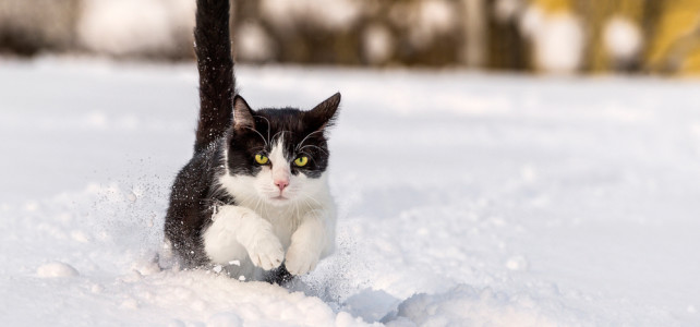 Ihre Katze im Fokus