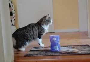 Gast im katzenhotel