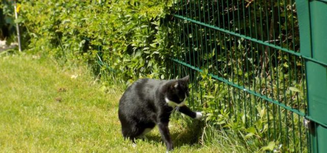 Freigänger oder reine Wohnungskatze?